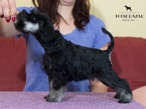 miniature schnauzer patuljasti snaucer