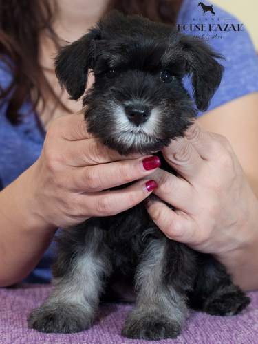 miniature schnauzer patuljasti snaucer
