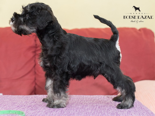 miniature schnauzer patuljasti snaucer