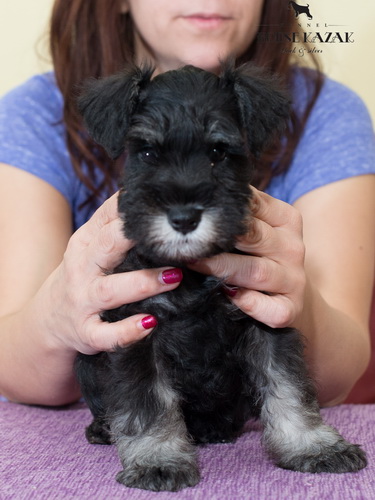 miniature schnauzer patuljasti snaucer