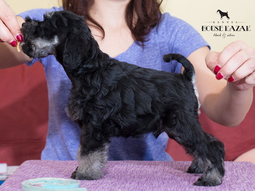 miniature schnauzer patuljasti snaucer