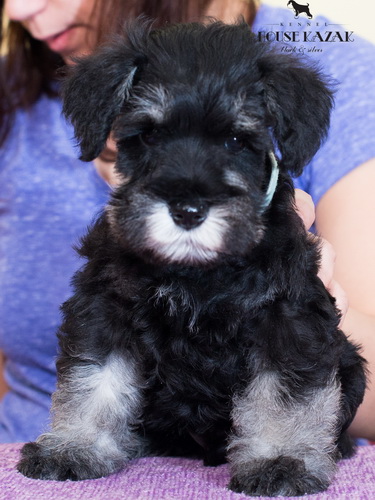miniature schnauzer patuljasti snaucer