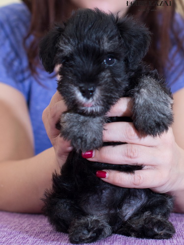 miniature schnauzer patuljasti snaucer