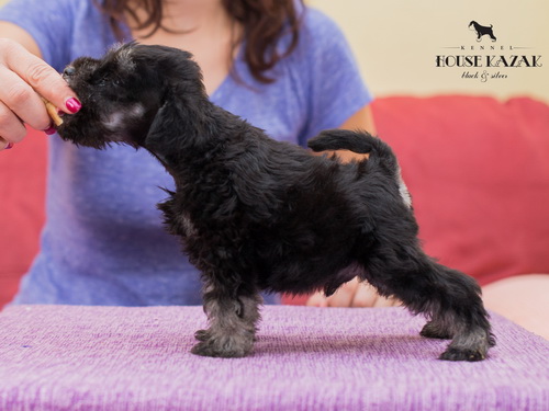 miniature schnauzer patuljasti snaucer