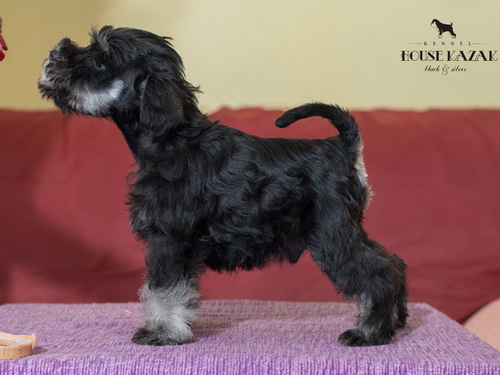 miniature schnauzer patuljasti snaucer