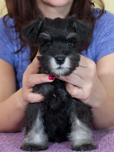 miniature schnauzer patuljasti snaucer