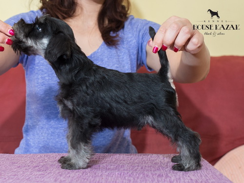 miniature schnauzer patuljasti snaucer
