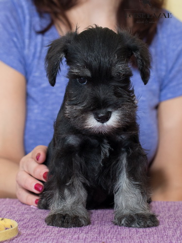 miniature schnauzer patuljasti snaucer
