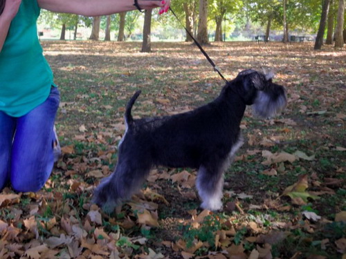 Popcorn House Kazak - 16 months old