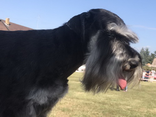 Popcorn House Kazak - 16 months old