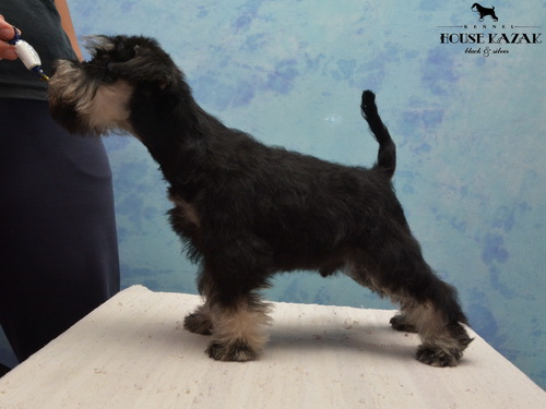 miniature schnauzer patuljasti snaucer
