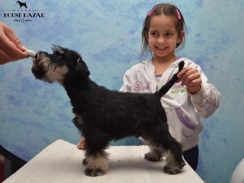 miniature schnauzer patuljasti snaucer