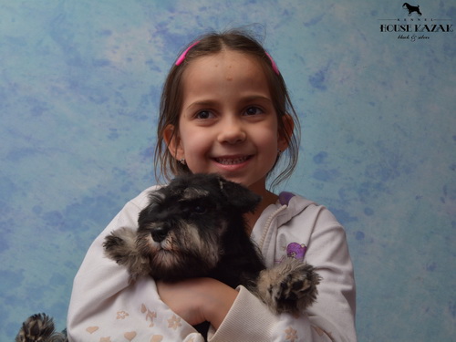 miniature schnauzer patuljasti snaucer