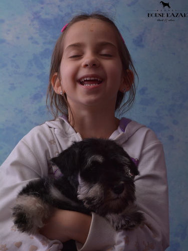 miniature schnauzer patuljasti snaucer