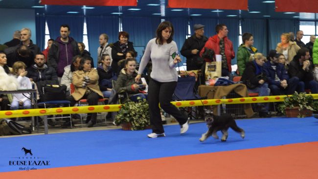 House Kazak Prince ( Recognition's United Action & House Kazak Delphy ) - junior class - V1, PRM, JBOB