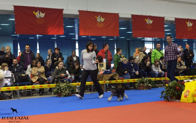 House Kazak Prince ( Recognition's United Action & House Kazak Delphy ) - junior class - V1, PRM, JBOB