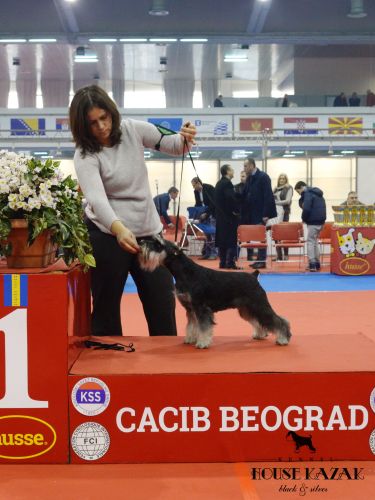 House Kazak Prince ( Recognition's United Action & House Kazak Delphy ) - junior class - V1, PRM, JBOB