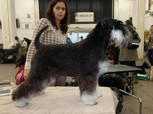House Kazak miniature schnauzer patuljasti snauce