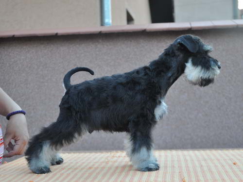 House Kazak PATULJASTI SNAUCER miniature schnauzer