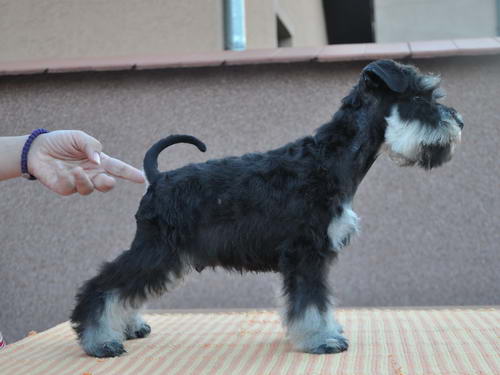 House Kazak PATULJASTI SNAUCER miniature schnauzer