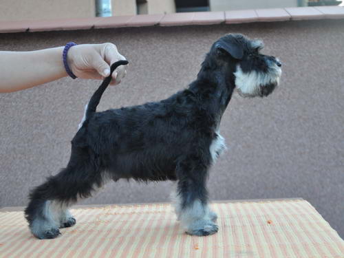 House Kazak PATULJASTI SNAUCER miniature schnauzer