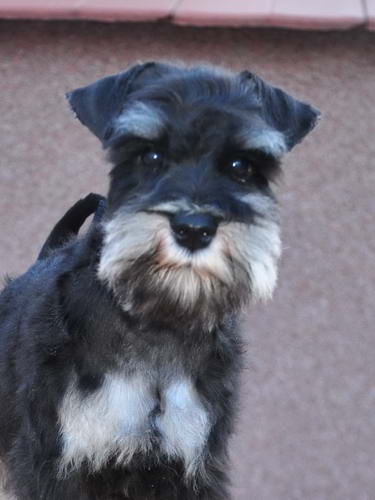 House Kazak PATULJASTI SNAUCER miniature schnauzer