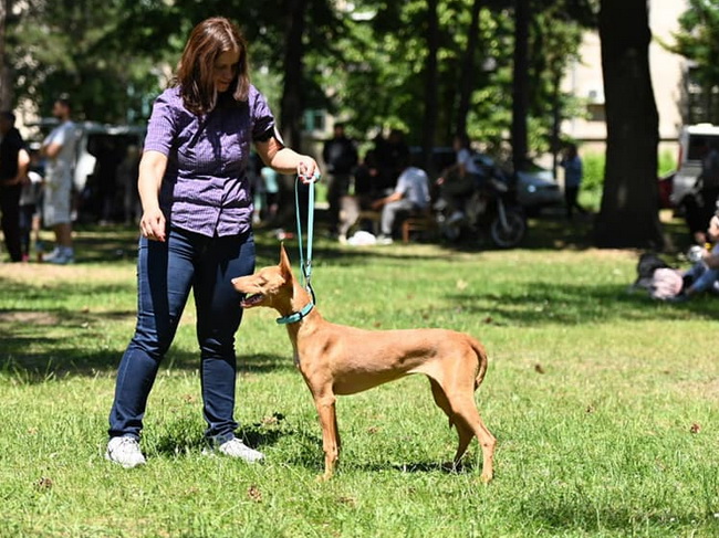 Reedly Road Ulia Pharaoh Hound