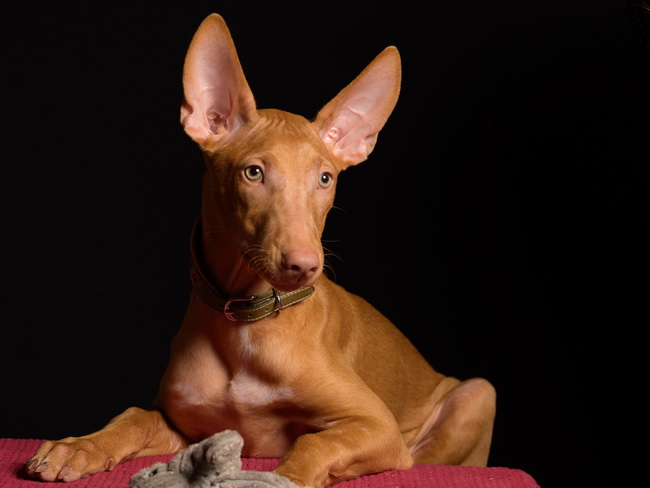 Reedly Road Ulia Pharaoh Hound