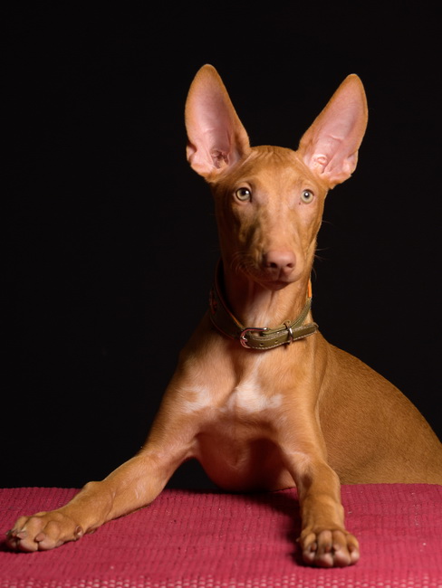 Reedly Road Ulia Pharaoh Hound