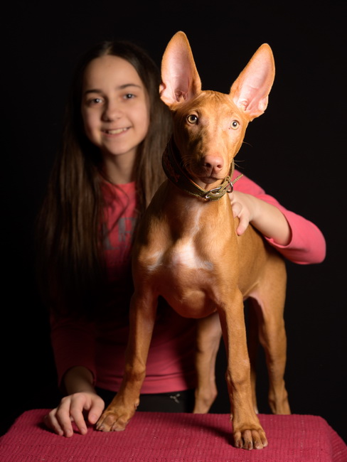 Reedly Road Ulia Pharaoh Hound