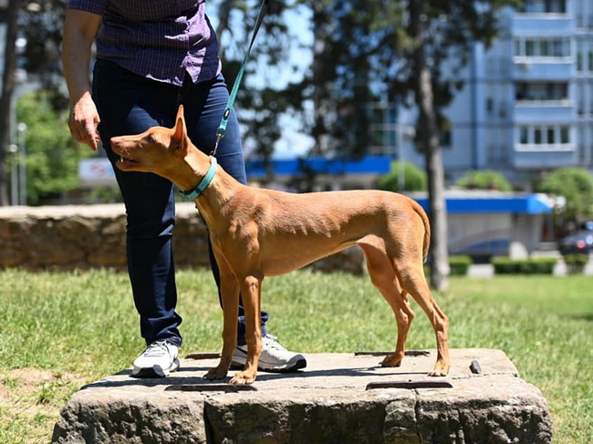 Reedly Road Ulia Pharaoh Hound