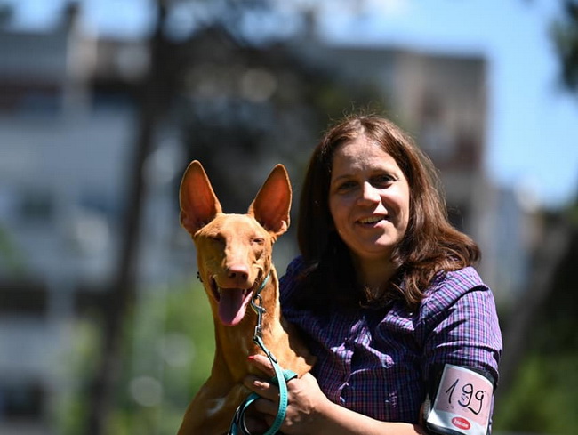 Reedly Road Ulia Pharaoh Hound