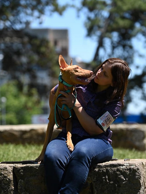 Reedly Road Ulia Pharaoh Hound