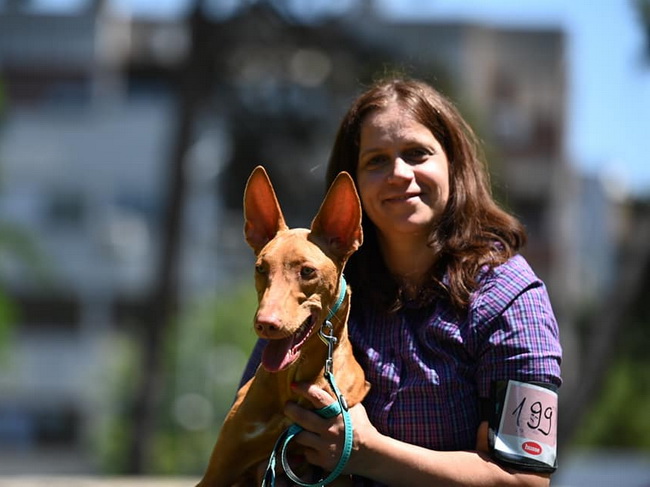 Reedly Road Ulia Pharaoh Hound