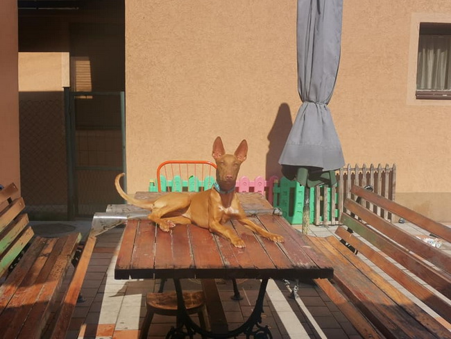 Reedly Road Ulia Pharaoh Hound