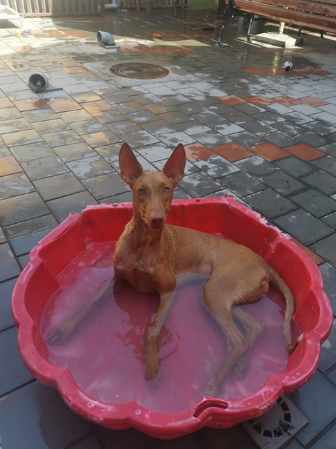 Reedly Road Ulia Pharaoh Hound