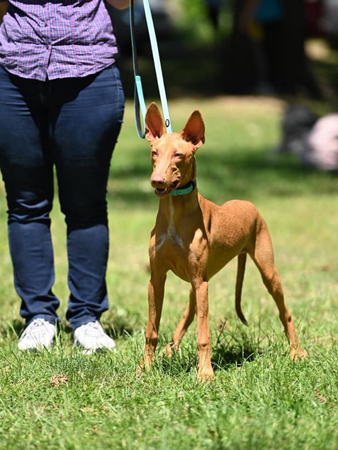 Reedly Road Ulia Pharaoh Hound