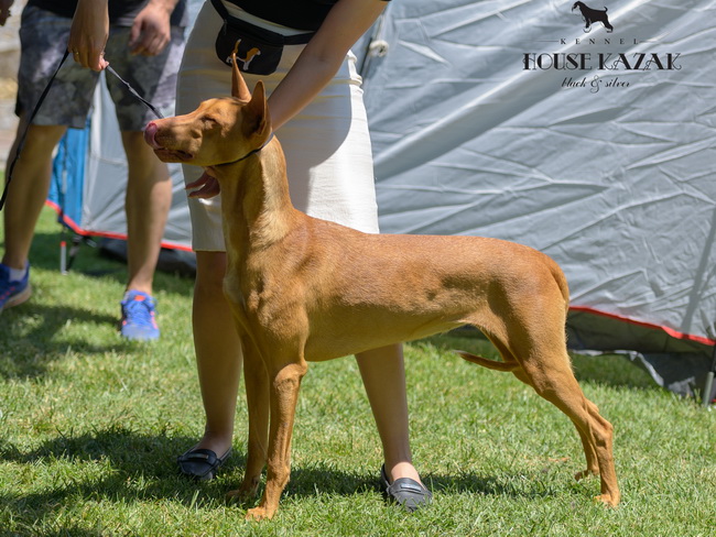Reedly Road Ulia Pharaoh Hound