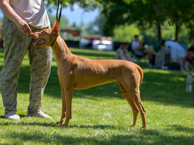 Reedly Road Ulia Pharaoh Hound