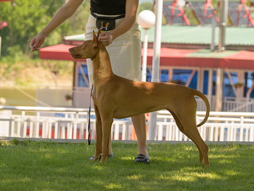 Reedly Road Ulia Pharaoh Hound