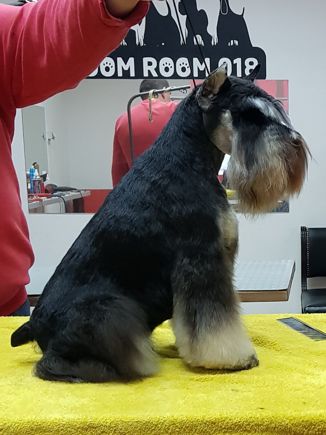 Repitition's Shogun "Vuk" (Repitition's Valedictorian & Myla's The Devil Wears Prada) - intemedia class - CAC, CACIB, BOB
