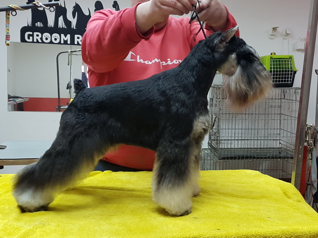 Repitition's Shogun "Vuk" (Repitition's Valedictorian & Myla's The Devil Wears Prada) - intemedia class - CAC, CACIB, BOB