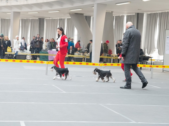 Repitition's Shogun "Vuk" (Repitition's Valedictorian & Myla's The Devil Wears Prada) - intemedia class - CAC, CACIB, BOB