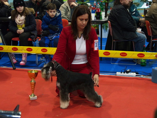 Repitition's Shogun "Vuk" (Repitition's Valedictorian & Myla's The Devil Wears Prada) - intemedia class - CAC, CACIB, BOB