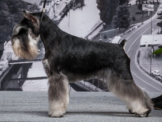 Repitition's Shogun (Repitition's Valedictorian & Myla's Wear Devil Prada) - champion class - V1, CAC