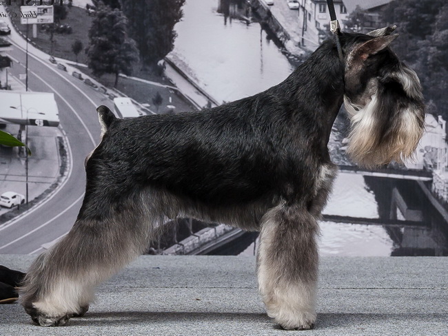 Repitition's Shogun (Repitition's Valedictorian & Myla's Wear Devil Prada) - champion class - V1, CAC