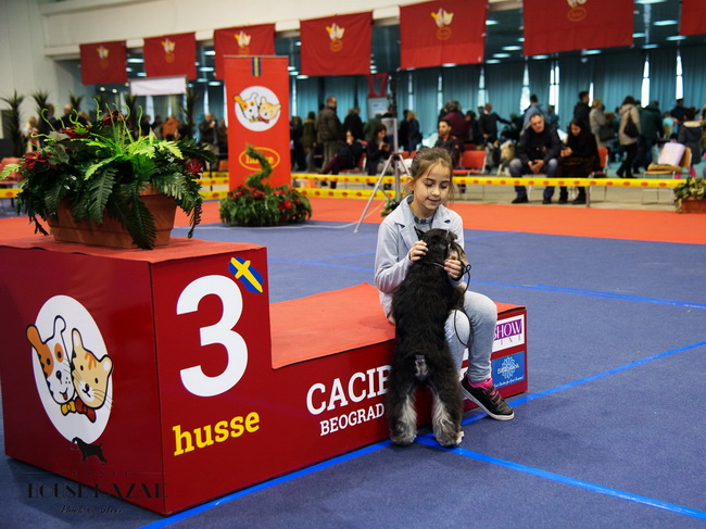 Repitition's Shogun 3 years old