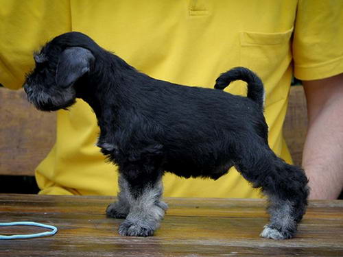 House Kazak PATULJASTI SNAUCER miniature schnauzer