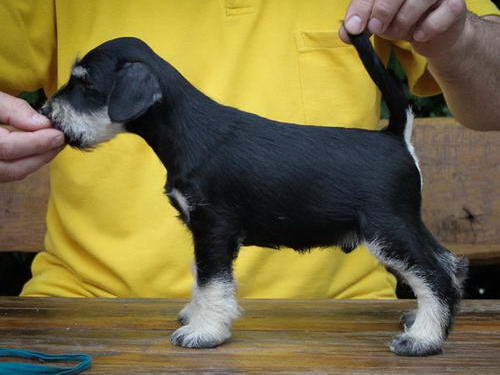 House Kazak PATULJASTI SNAUCER miniature schnauzer