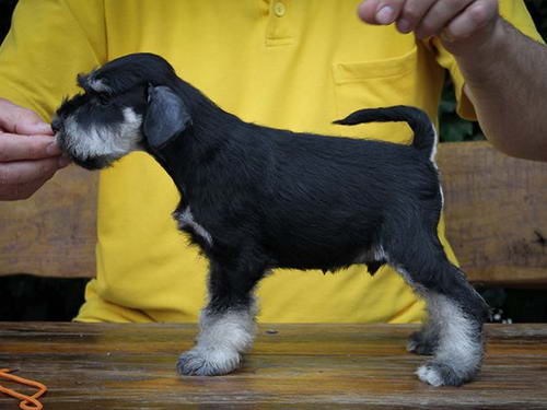 House Kazak PATULJASTI SNAUCER miniature schnauzer